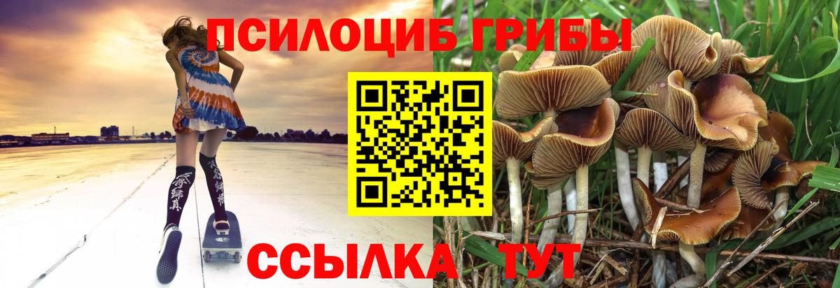 Строитель  Псилоцибиновые грибы Psilocybe  Вход с VPN  Псилоцибиновые грибы прущие грибы 